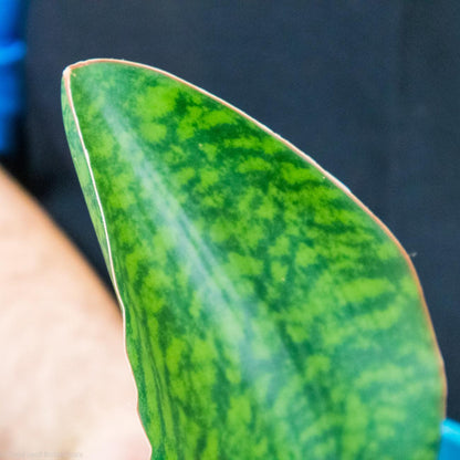 Shark Fin Sansevieria Masoniana Water