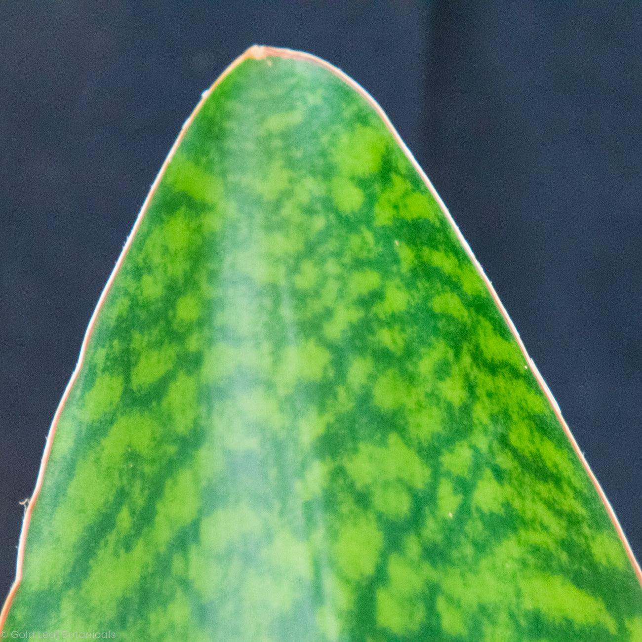 Shark Fin Sansevieria Masoniana Sun