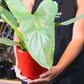 Silver Sword Philodendron For Sale Ontario