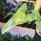 Silver Sword Philodendron Plant Leaf