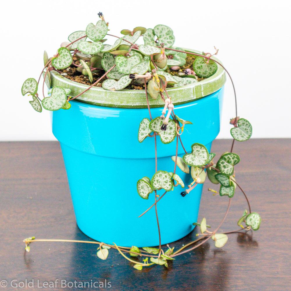 Silver Glory String of Hearts Care Sun, Water, Soil & Humidity Needs Gold Leaf Botanicals