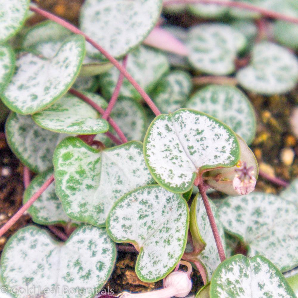 Silver Glory String of Hearts Care Sun, Water, Soil & Humidity Needs