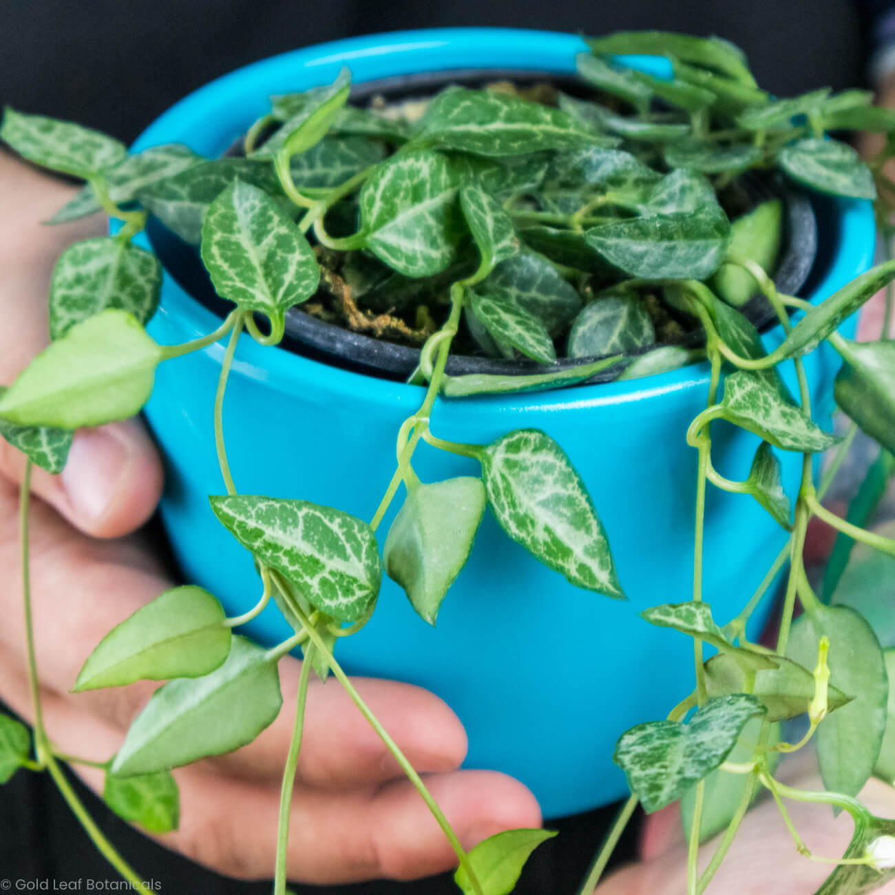 String of Spades Care Sun, Water, Soil & Humidity Needs Gold Leaf