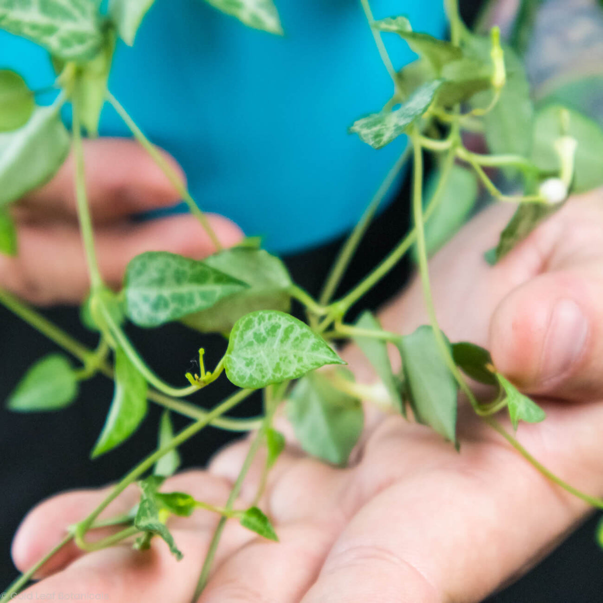 String of Spades Care Sun, Water, Soil & Humidity Needs Gold Leaf