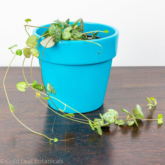 String of Hearts Care