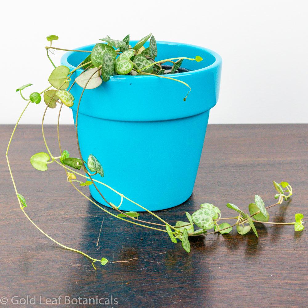 String of Hearts Care Sun, Water, Soil & Humidity Needs