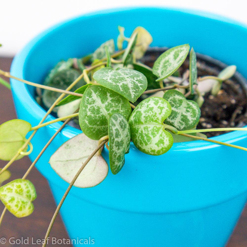 String of Hearts Care Sun, Water, Soil & Humidity Needs