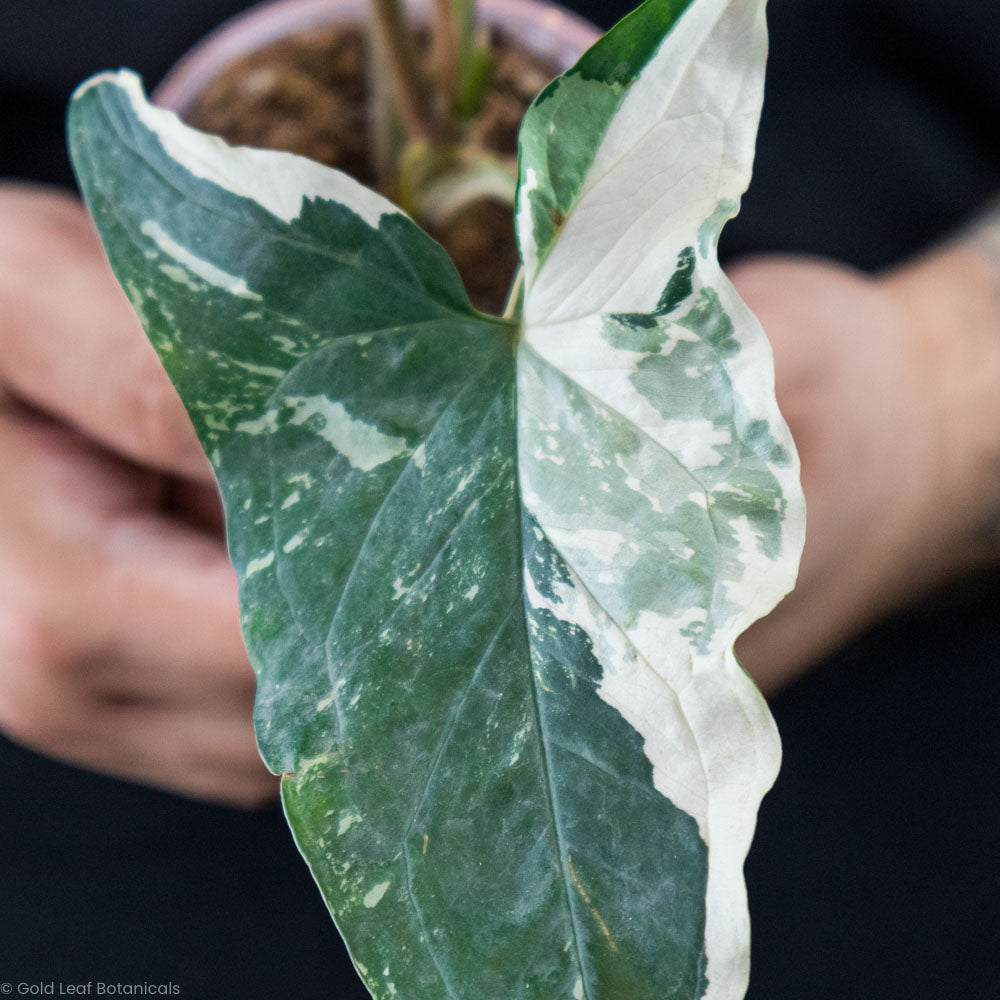 Syngonium Albo Growing Information