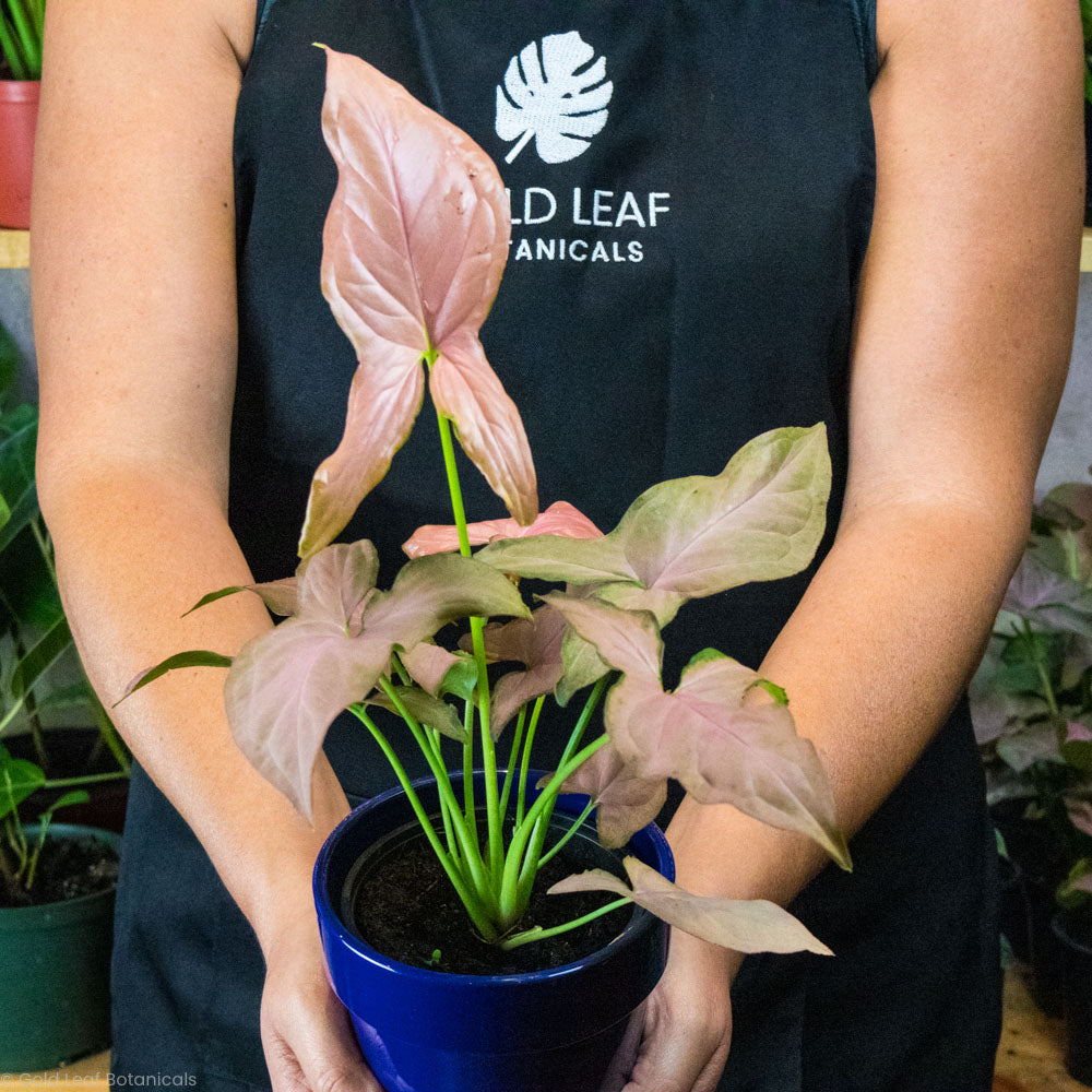 Syngonium Pink Splash Plant For Sale