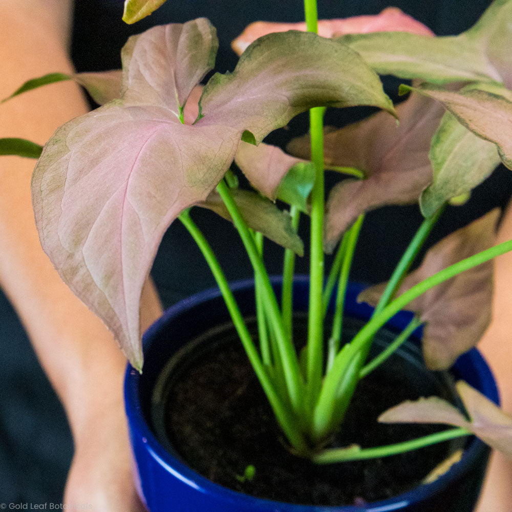 Syngonium Pink Perfection