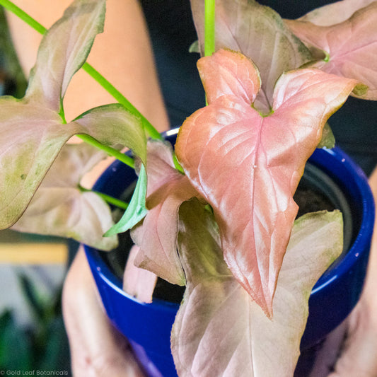 Syngonium Pink Splash Plant For Sale