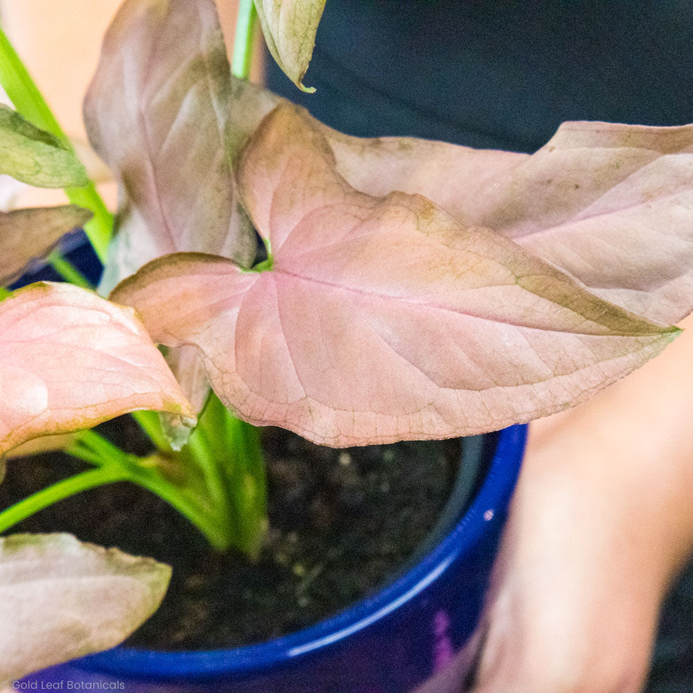 Syngonium Pink Splash Sunlight