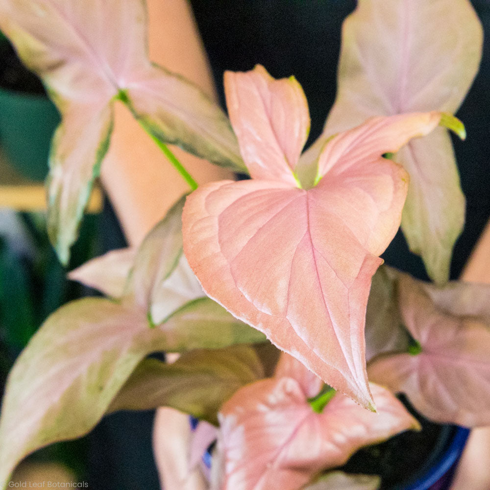 Syngonium Pink Splash Plant to Buy