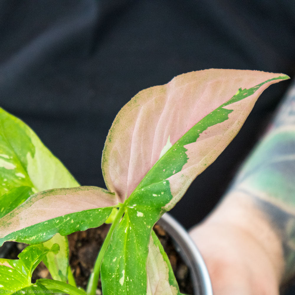 Syngonium Tricolour Red Spot Water