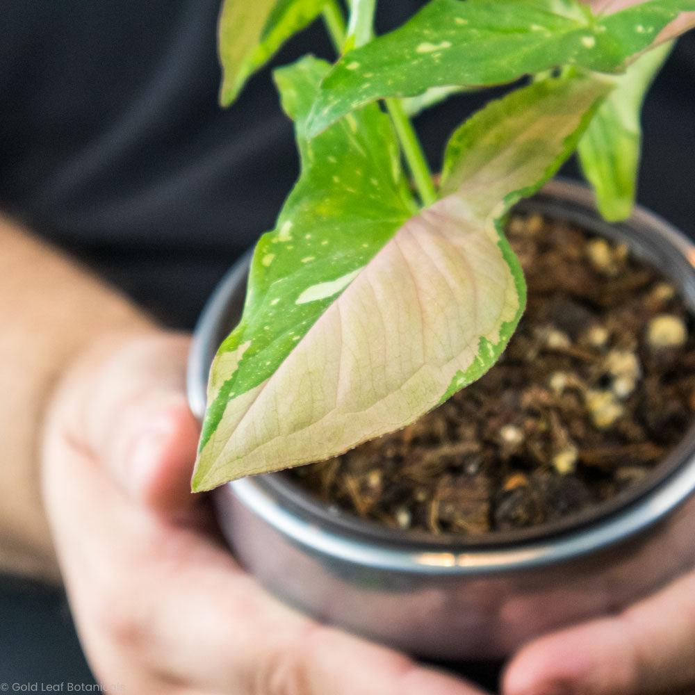 Syngonium Tricolour Red Spot Soil