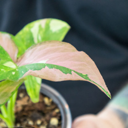 Syngonium Tricolour Red Spot Growing Info