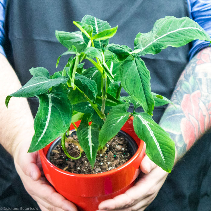 Syngonium Wendlandii