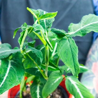 Syngonium Wendlandii