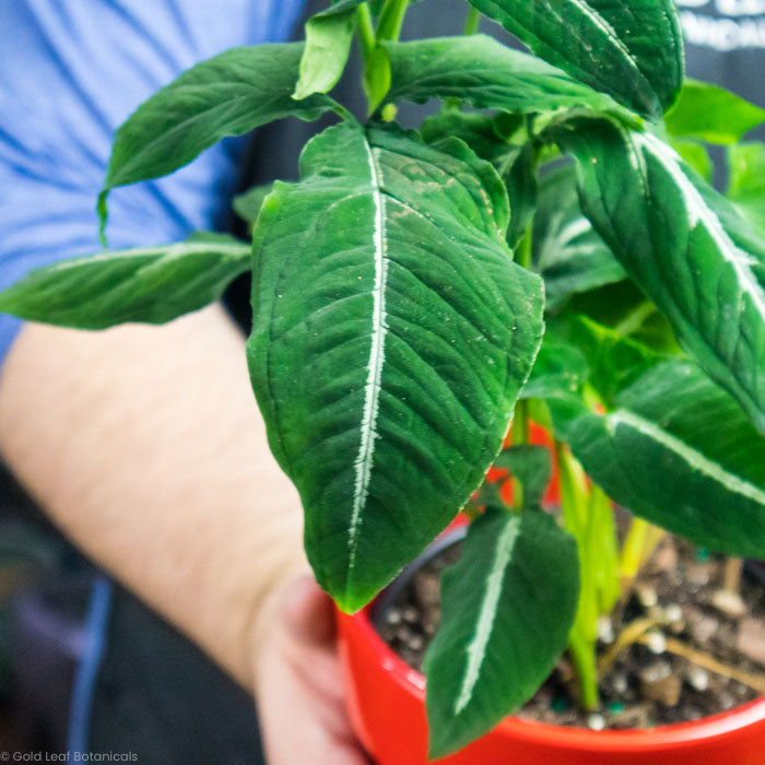 Syngonium Wendlandii