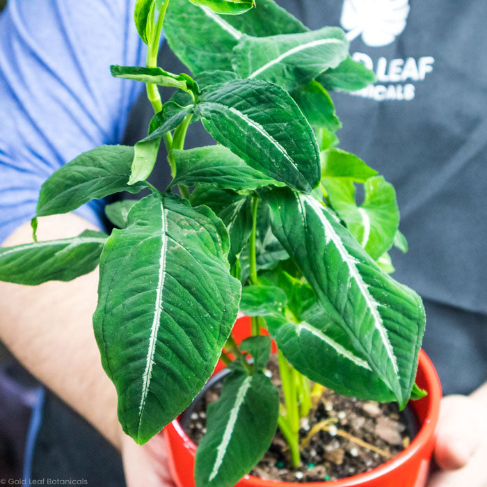 Syngonium Wendlandii