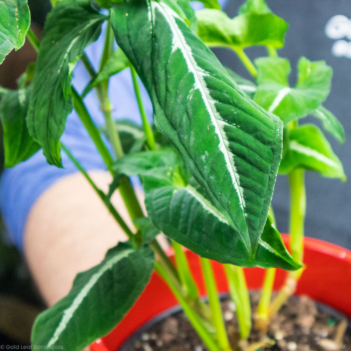 Syngonium Wendlandii