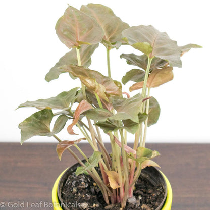 Buy a Syngonium Maria Allusion