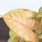 Syngonium Neon Robusta Water and Sun Requirements