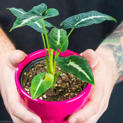 Syngonium Wendlandii Care