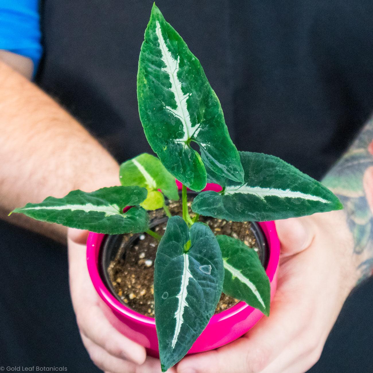 Syngonium Wendlandii Water Requirements