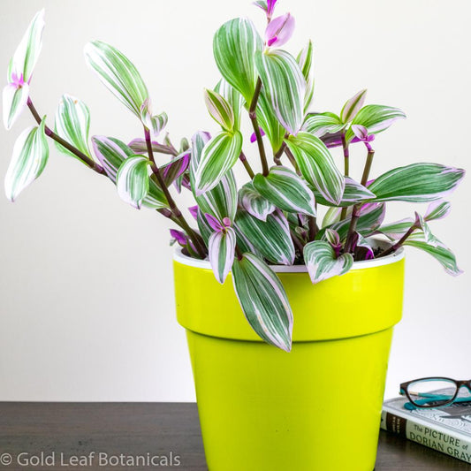 Tradescantia Nanouk Care