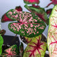 Caladiums: Set of 4 - Only 10 Sets Available! - Gold Leaf Botanicals