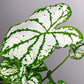 Caladiums: Set of 4 - Only 10 Sets Available! - Gold Leaf Botanicals