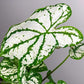 White Christmas Caladium - Gold Leaf Botanicals