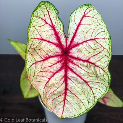 White Queen Caladium - Gold Leaf Botanicals