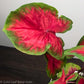 Caladiums: Set of 4 - Only 10 Sets Available! - Gold Leaf Botanicals