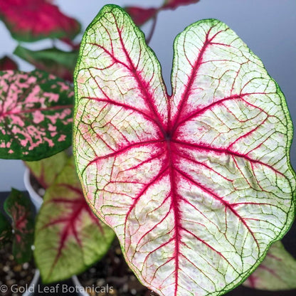 White Queen Caladium - Gold Leaf Botanicals