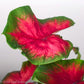 Freida Hemple Caladium - Gold Leaf Botanicals