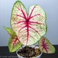 Caladiums: Set of 4 - Only 10 Sets Available! - Gold Leaf Botanicals