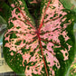 Caladiums: Set of 4 - Only 10 Sets Available! - Gold Leaf Botanicals