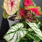 Caladiums: Set of 4 - Only 10 Sets Available! - Gold Leaf Botanicals