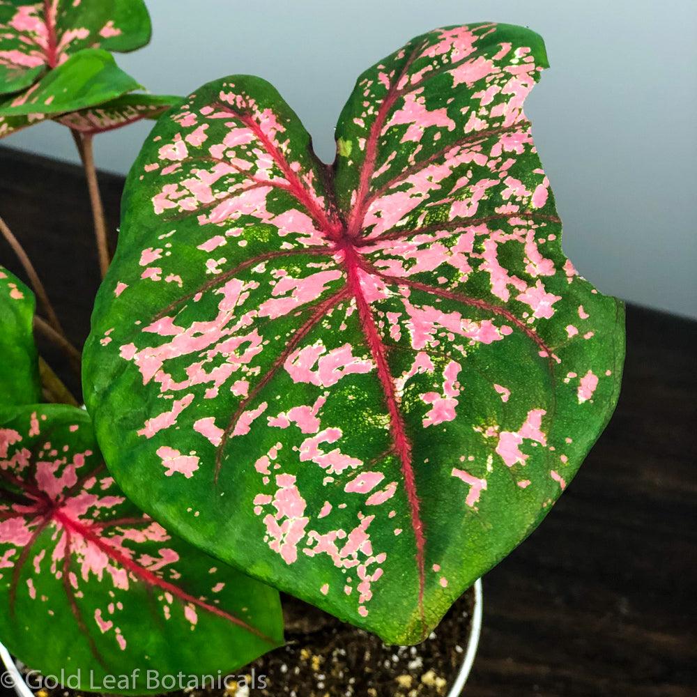 Pink Beauty Caladium - Gold Leaf Botanicals