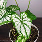 Caladiums: Set of 4 - Only 10 Sets Available! - Gold Leaf Botanicals