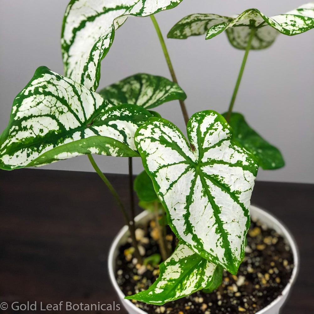 Caladiums: Set of 4 - Only 10 Sets Available! - Gold Leaf Botanicals