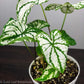 White Christmas Caladium - Gold Leaf Botanicals