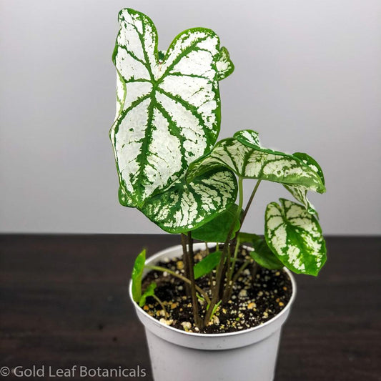 White Christmas Caladium - Gold Leaf Botanicals