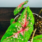 Pink Beauty Caladium - Gold Leaf Botanicals