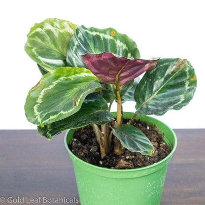 Buy Calathea Medallion