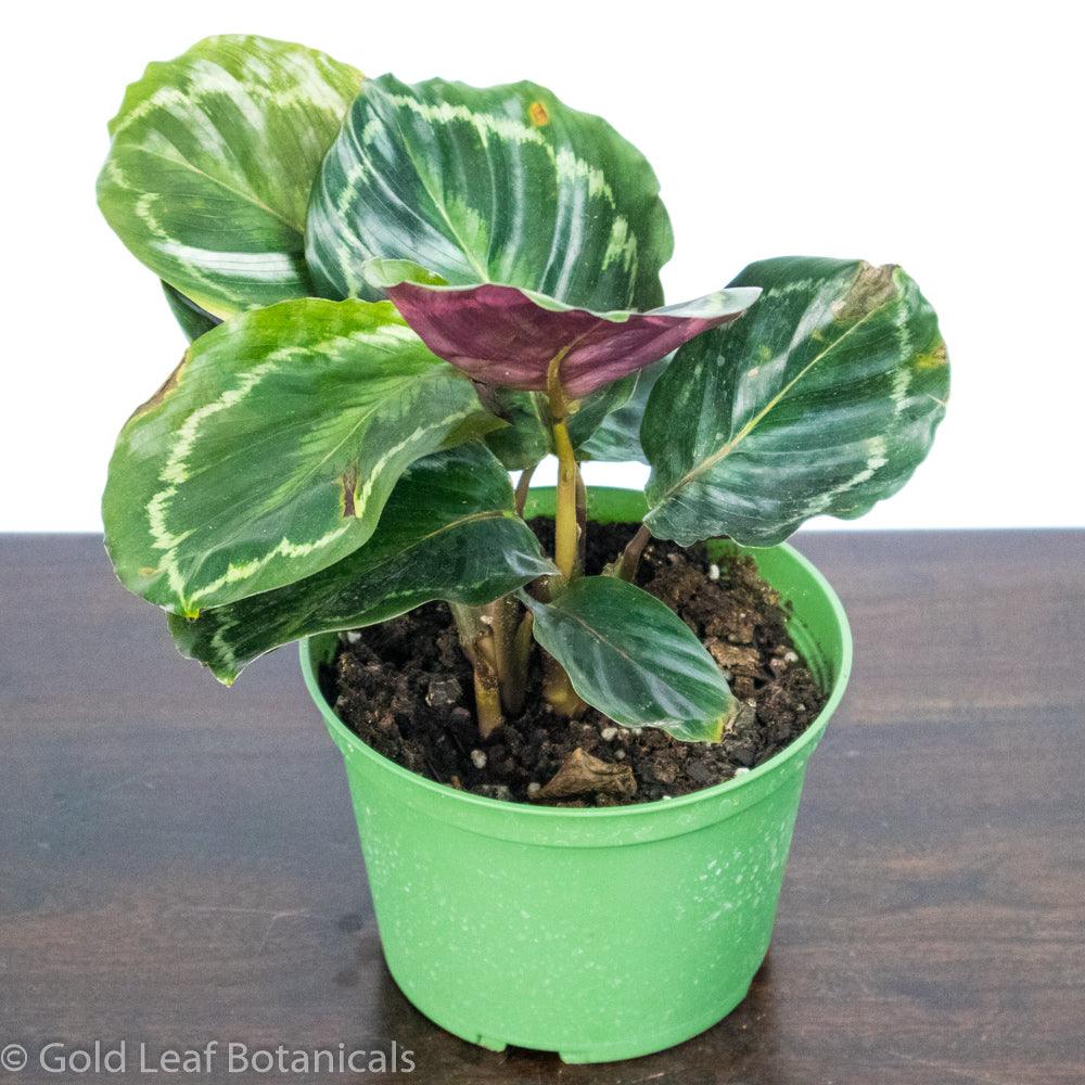 Calathea Medallion For Sale