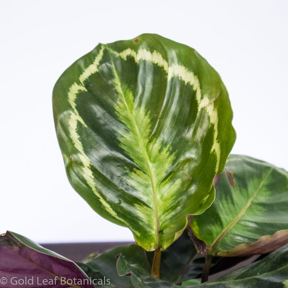 Calathea Medallion Ontario Canada