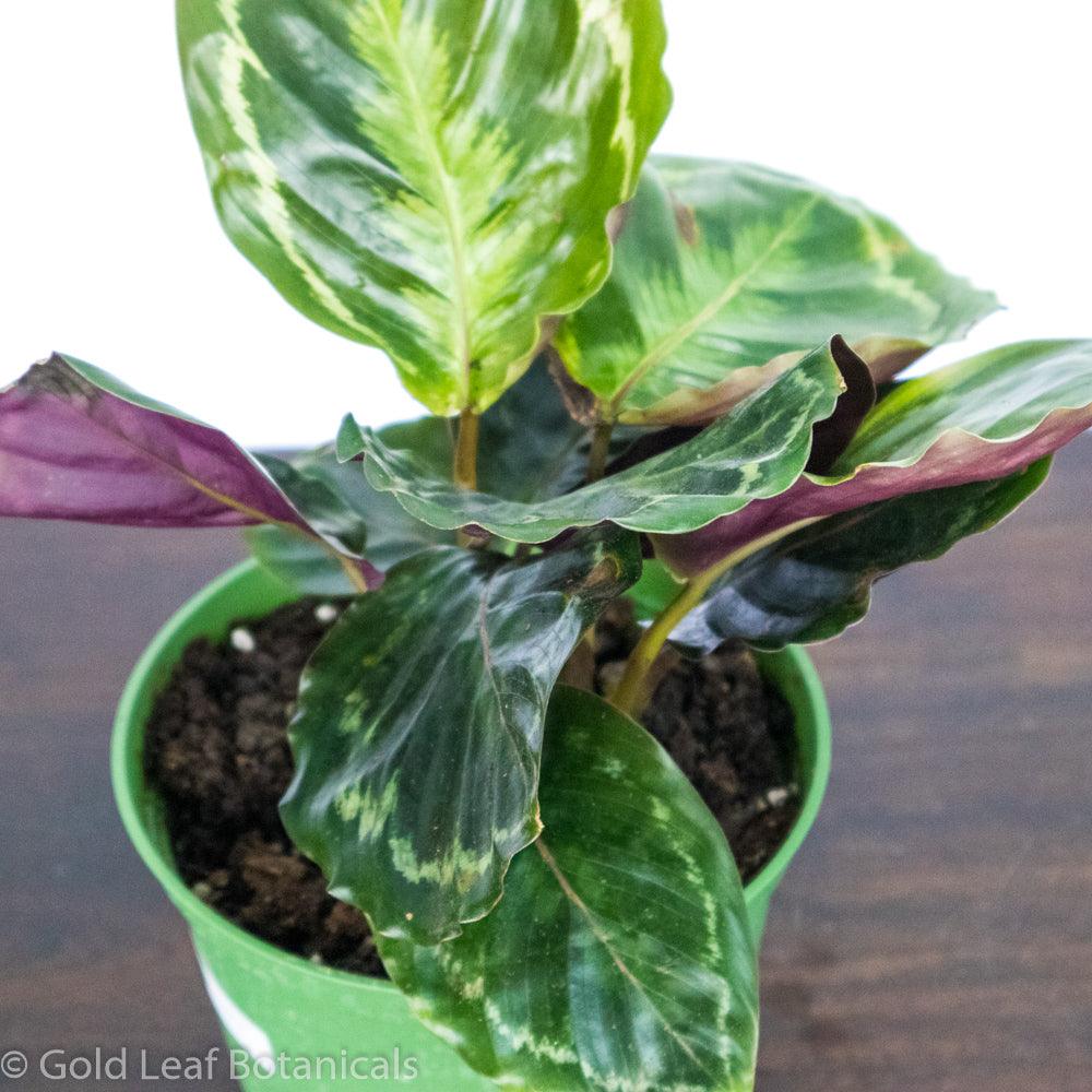 Calathea Medallion Water